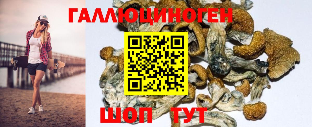 Псилоцибиновые грибы Psilocybine cubensis Кисловодск